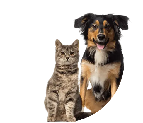Imagem de um cão e um gato